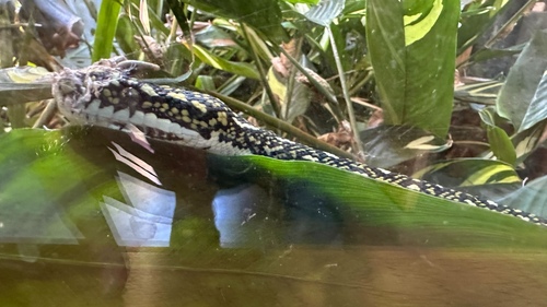 Diamond Python sighting