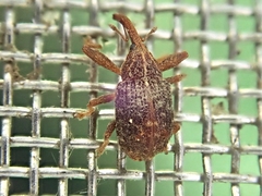 Anthonomus quadrigibbus