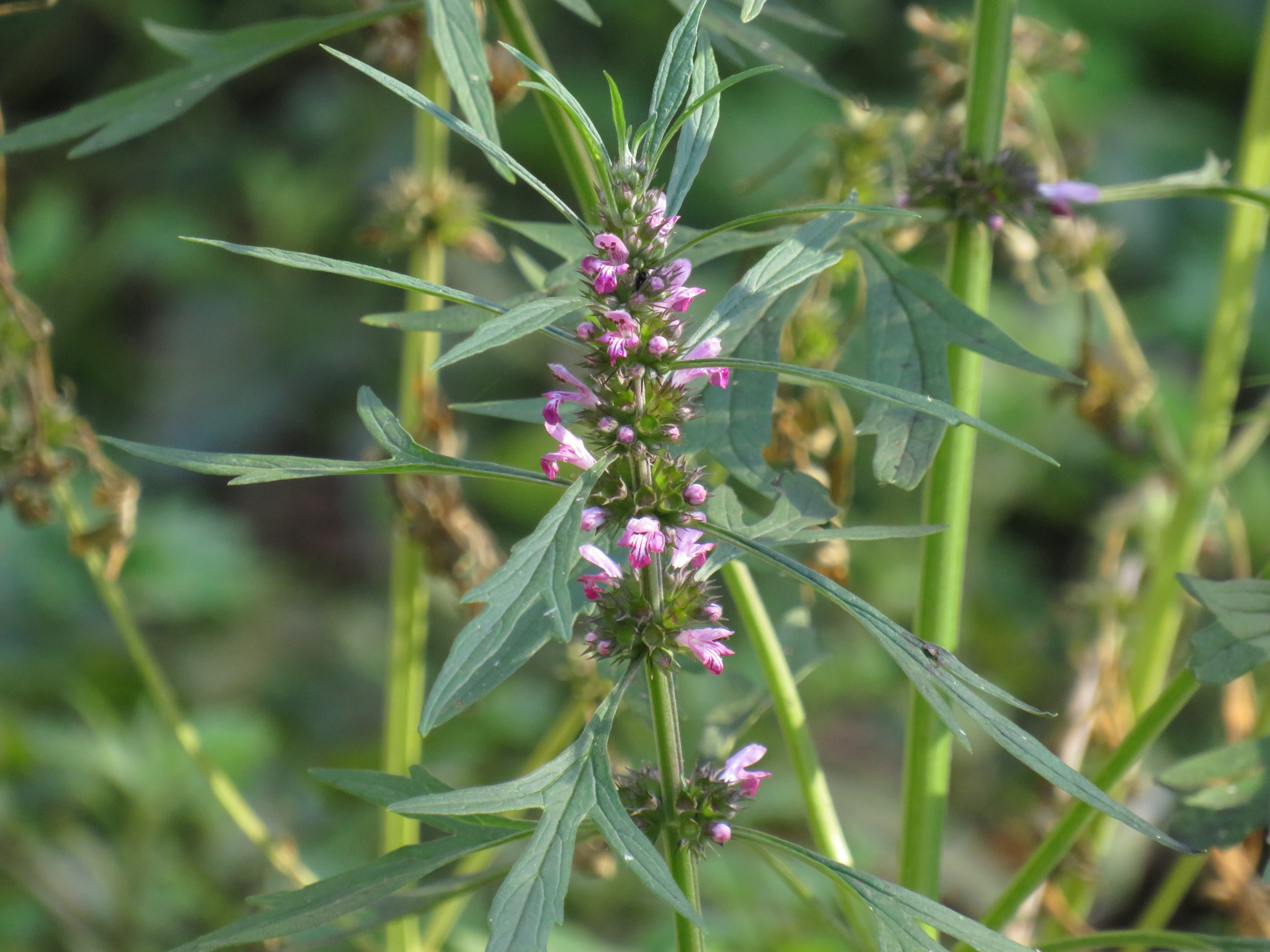 Leonurus japonicus
