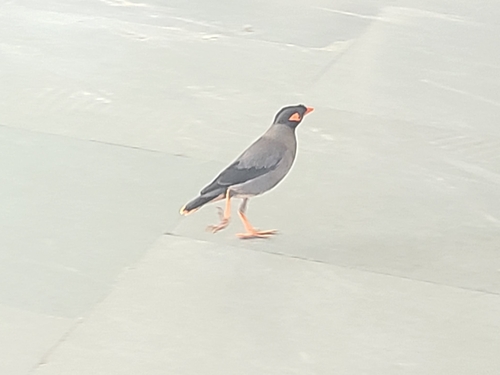 Bank Myna