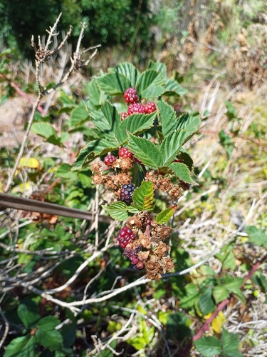 Rubus affinis