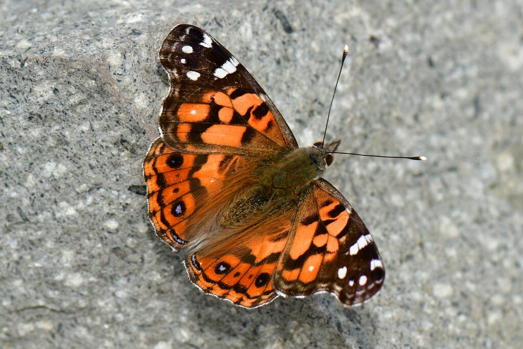 Andean Lady