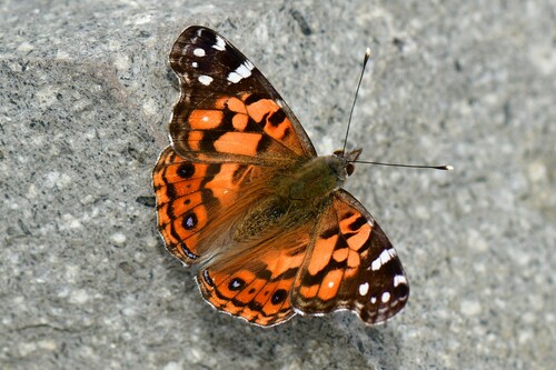 Vanessa altissima (Rosenberg & Talbot, 1914)