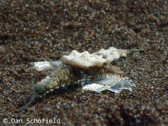 Eurypegasus draconis