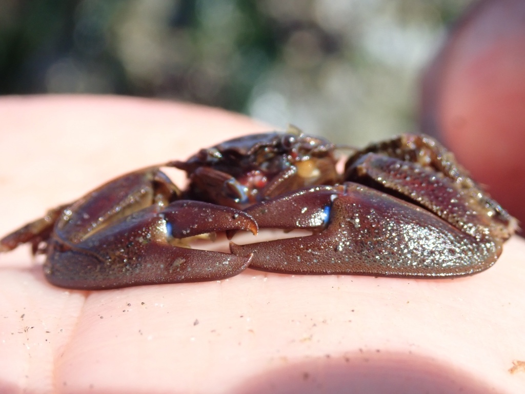 flattop crab