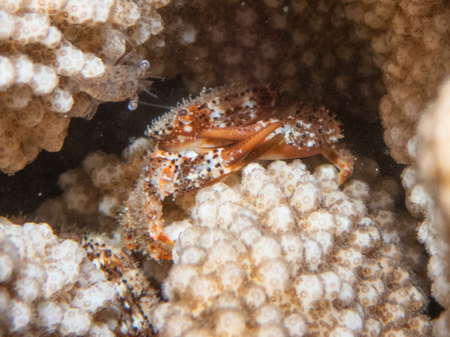 Domecia hispida observed 2025-02-22