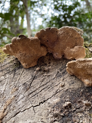Fomitopsis dickinsii