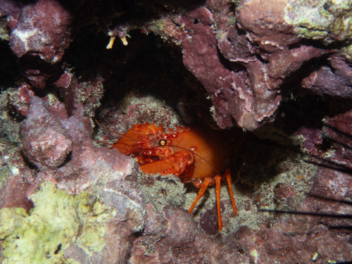 Enoplometopus occidentalis observed 2025-02-22