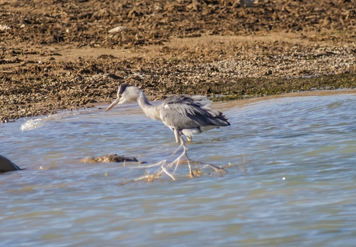 Grey Heron