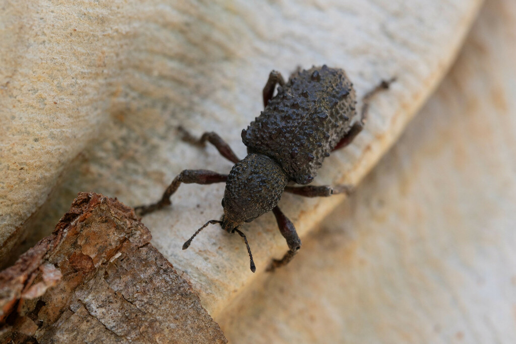 Aterpodes tuberculatus