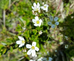 Eremogone capillaris