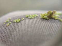 Wolffia brasiliensis