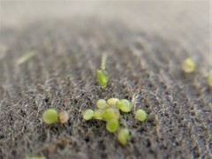 Wolffia brasiliensis