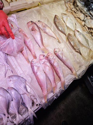 Horsehead tilefish (Branchiostegus japonicus) — Malacanthidae