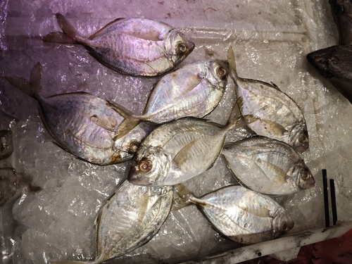 Whitefin trevally (Carangoides equula) — Carangidae — 4