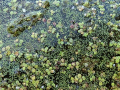 Wolffia brasiliensis