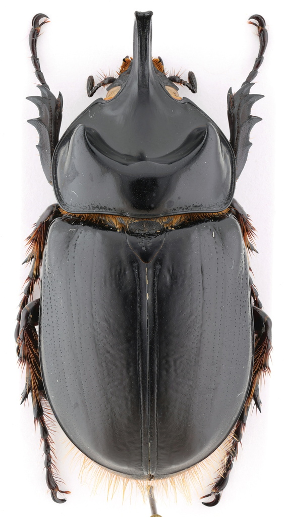 Strategus aenobarbus