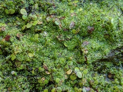 Wolffia brasiliensis