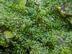 Wolffia brasiliensis