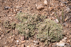 Cusickiella quadricostata