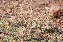 Cusickiella quadricostata