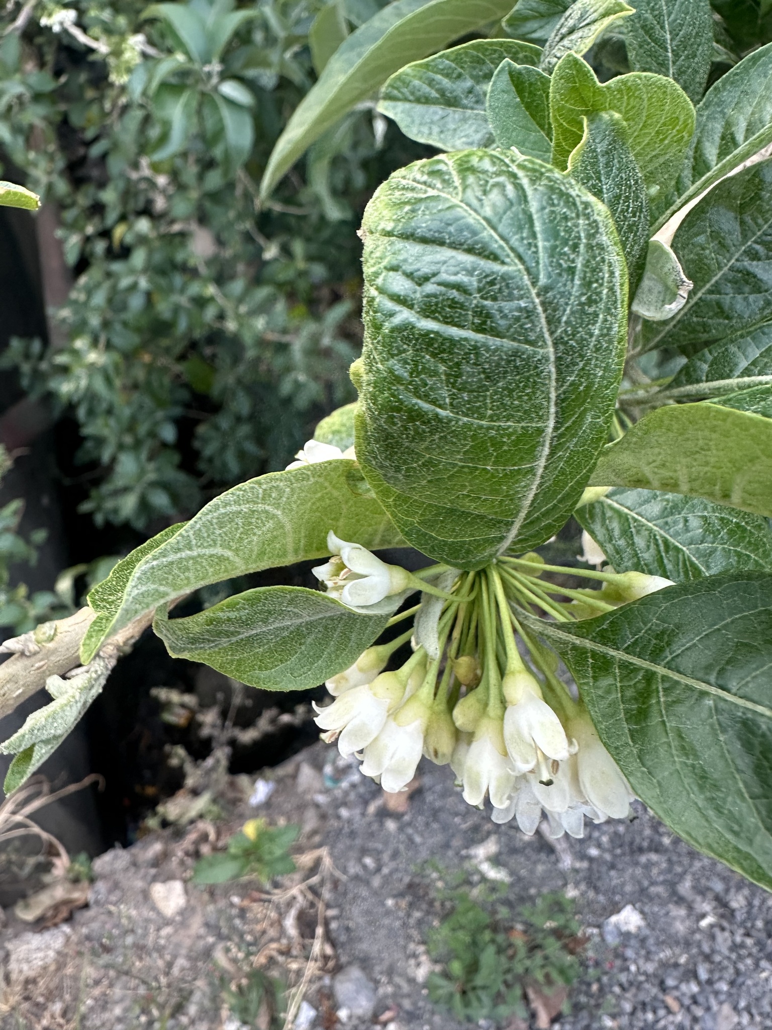 Imagem de Fruta de sabiá