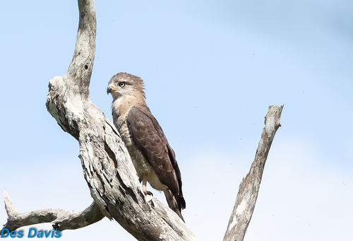 Southern Banded Snake Eagle