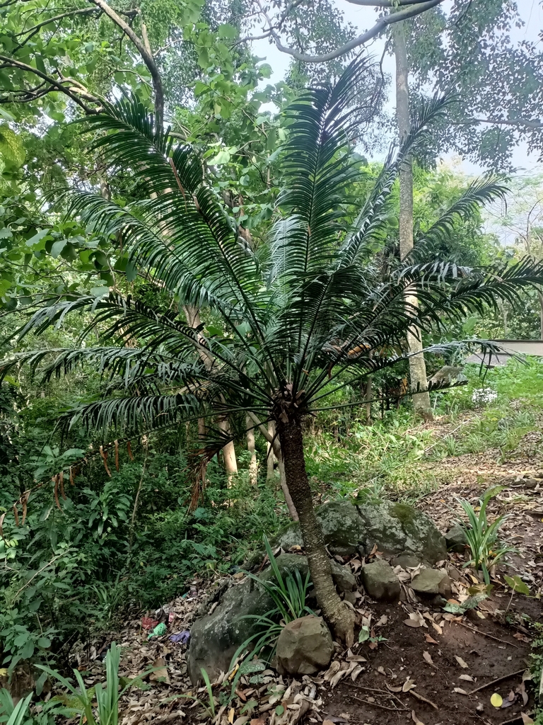 Ceylon sago (Cycas rumphii)