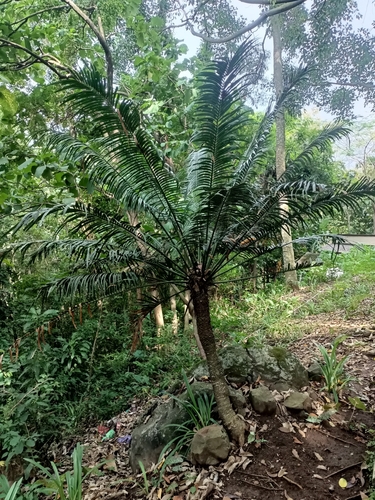 Cycas rumphii observed 2025-02-23