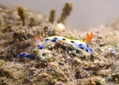 Hypselodoris infucata