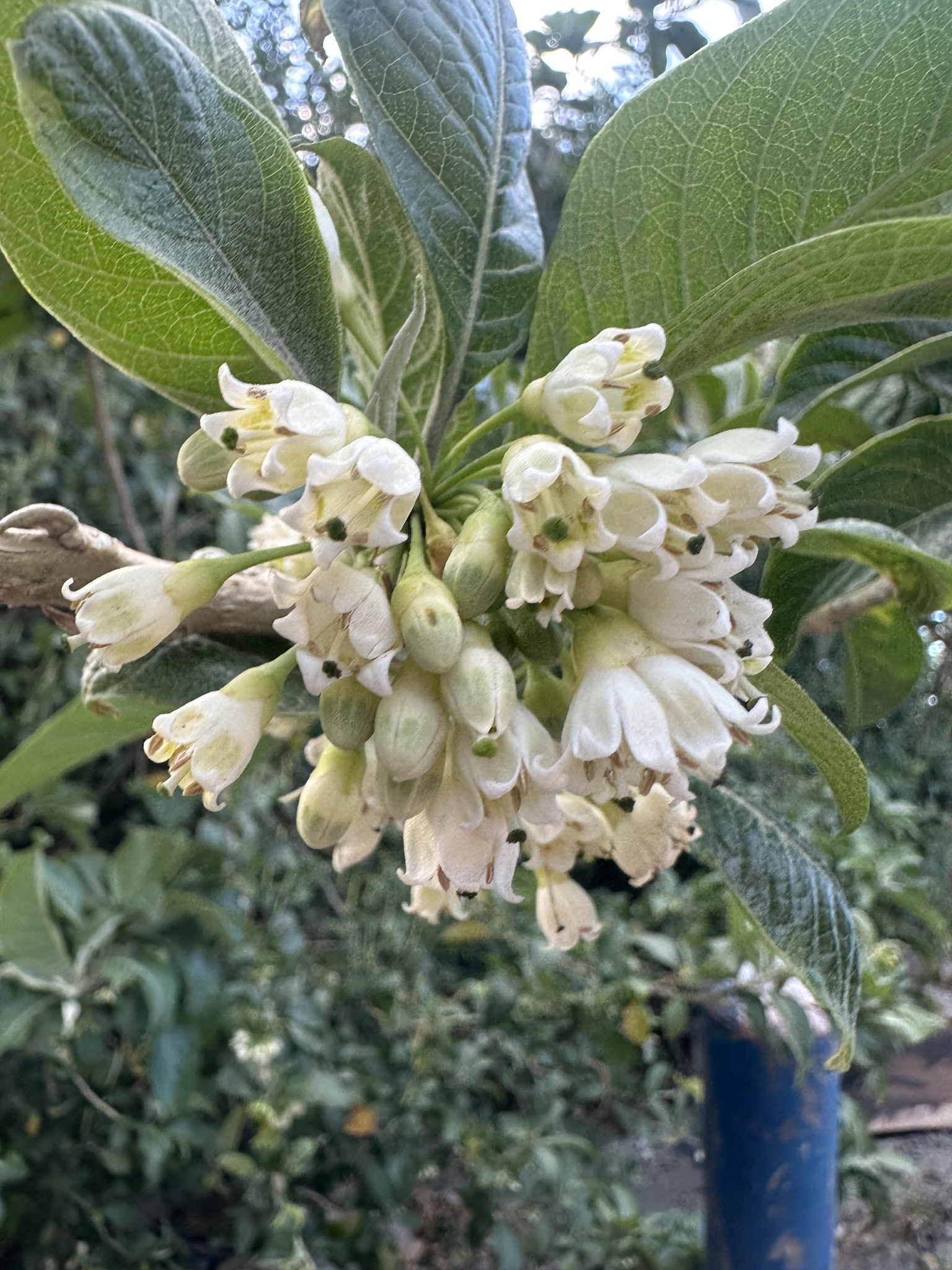 Imagem de Fruta de sabiá