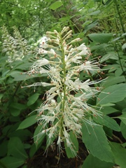 Aesculus parviflora