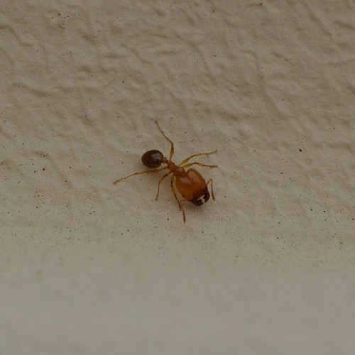 Pallid Big-headed Ant, 76437 Rastatt, Germany, photo 5 of 10