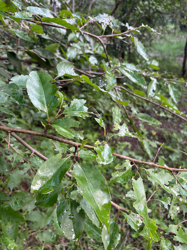 Foto de Fruta-de-macaco