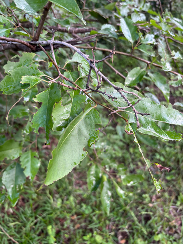 Foto de Fruta-de-macaco