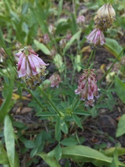 Trifolium productum