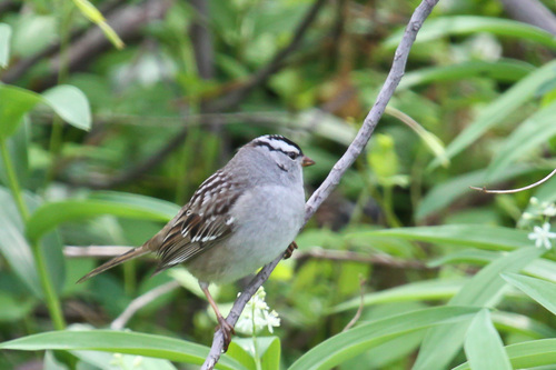 White-crowned Sparrow photographed in New Jersey