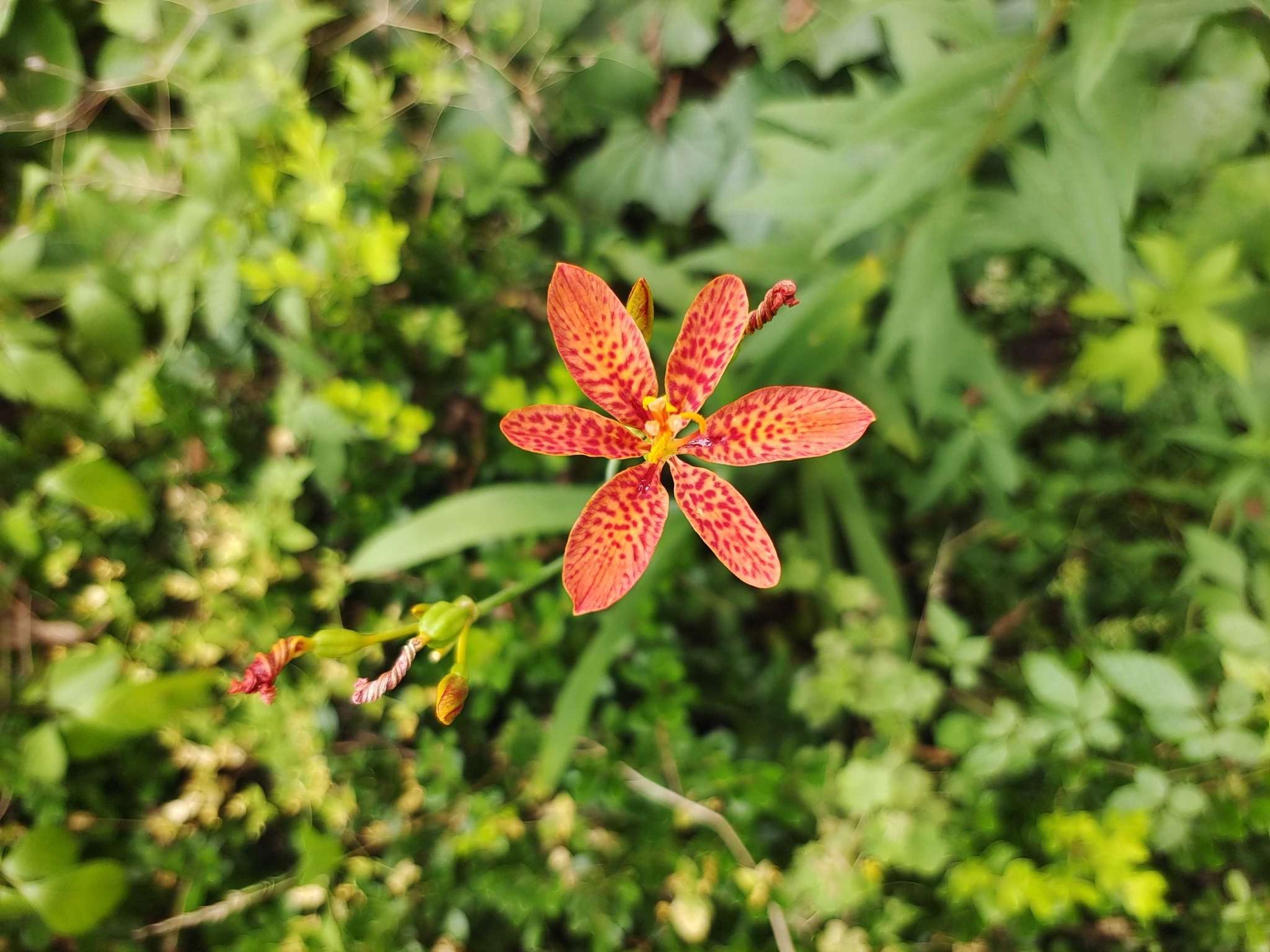 Imagem de Flor-leopardo