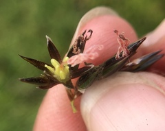 Juncus lesueurii