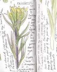 Castilleja arachnoidea