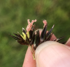 Juncus lesueurii