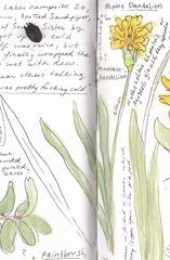 Nothocalais alpestris