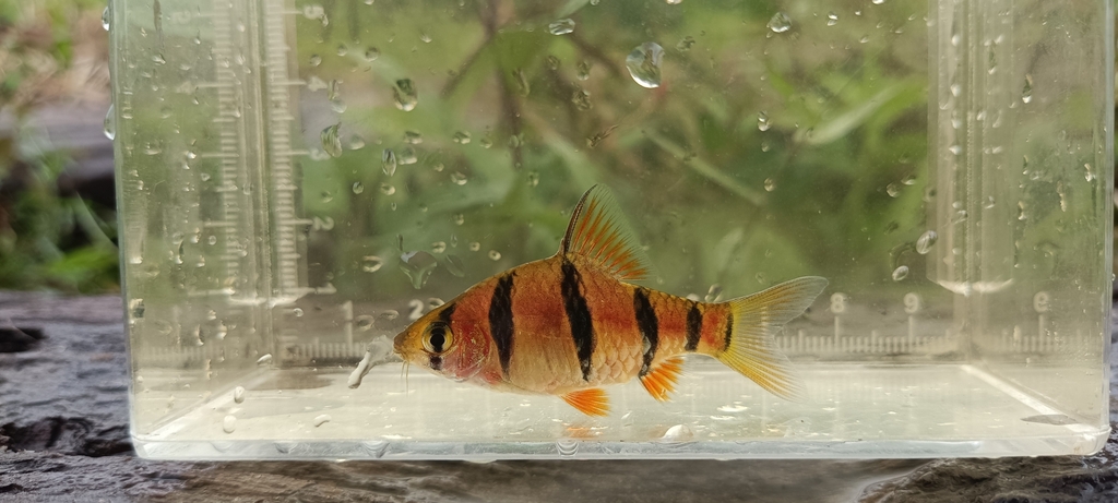 Sixbanded barb (Desmopuntius hexazona) — Cyprinidae