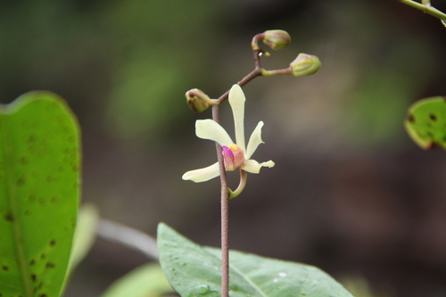 Hooker's Scorpion Orchid