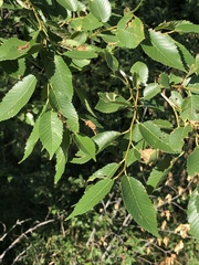 Ulmus americana