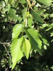 Ulmus americana