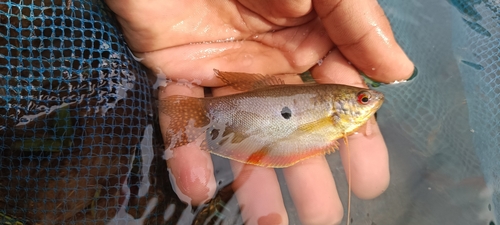 Trichopodus trichopterus