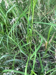 Glyceria elata
