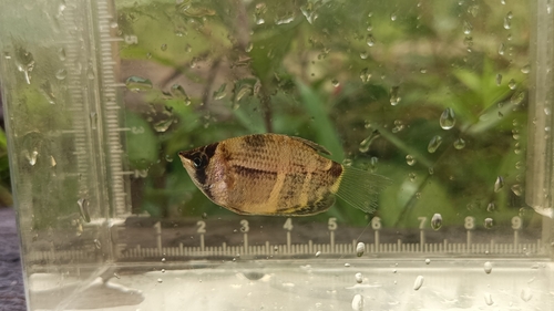 Sphaerichthys osphromenoides