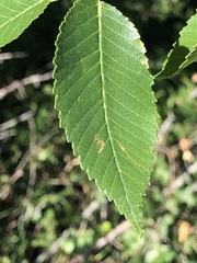 Ulmus americana